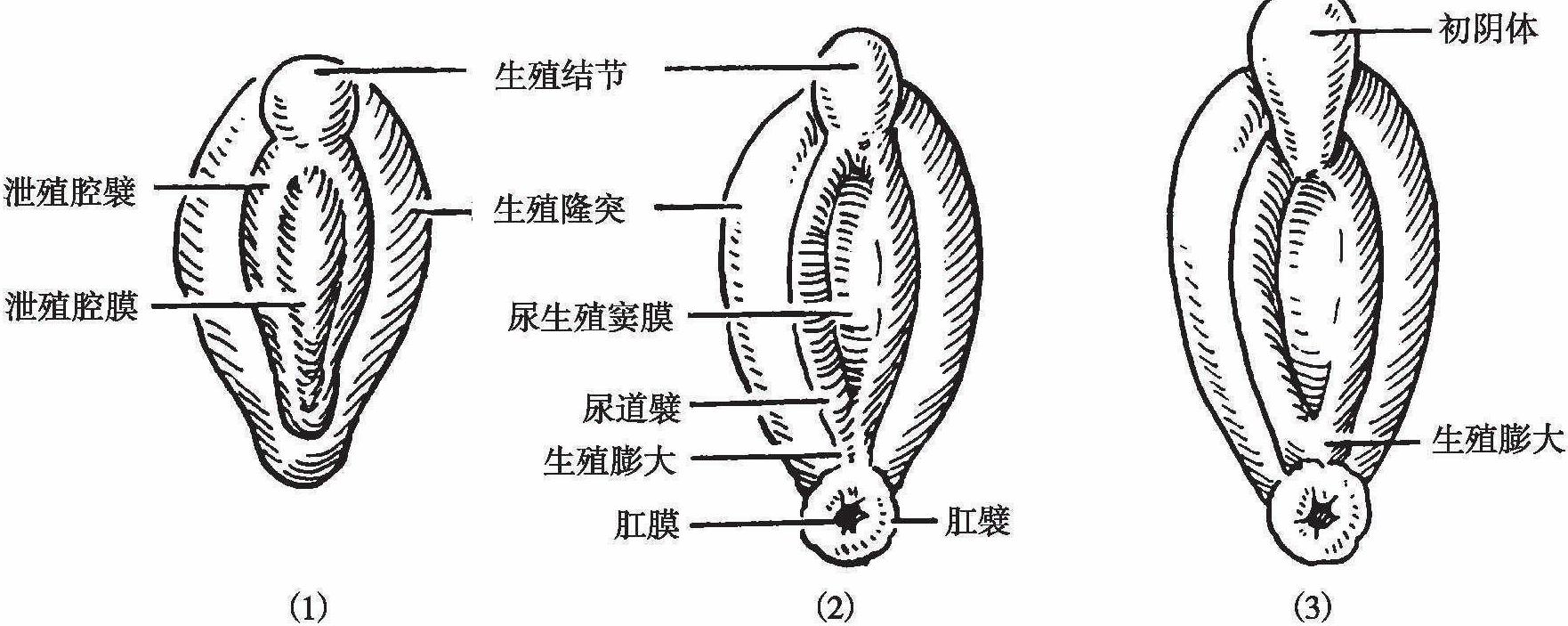 第二節(jié) 男性生殖器的胚胎發(fā)育